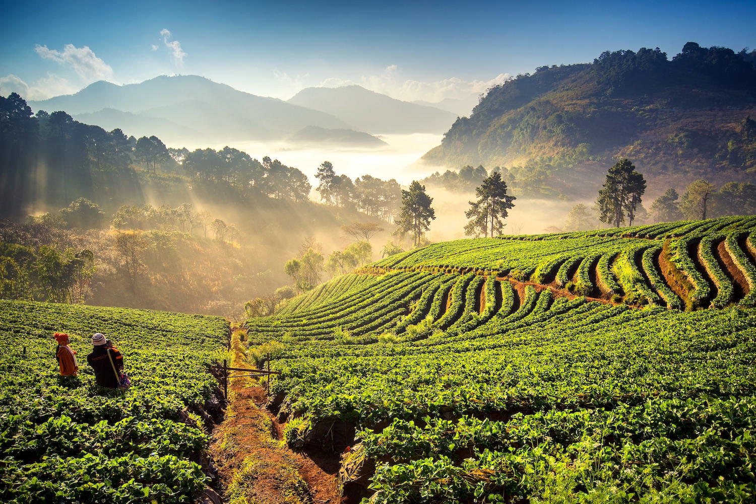 Mountain Strawberry Chiangmai